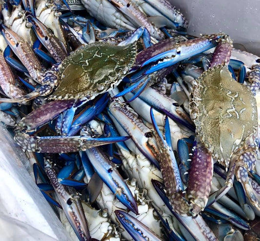 BLUE SWIMMER CRABS